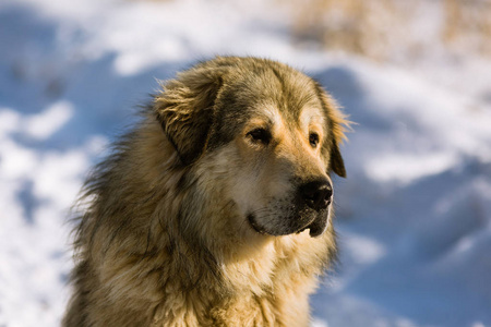 狗在冬季自然背景上的肖像