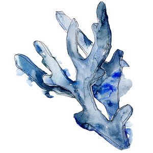 蓝色水生水下自然珊瑚礁.水彩背景插图集.孤立的珊瑚插图元素照片