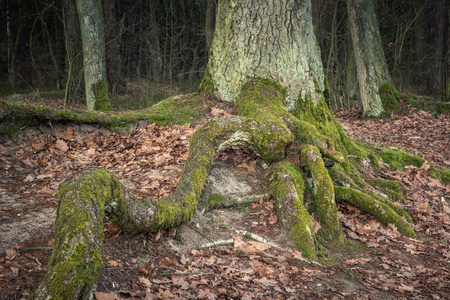 波兰Piaseczno附近ZalesieGorne的不可思议的根树