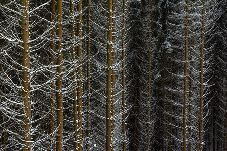 冬日的灰色和寒冷，云杉树枝上的雪。