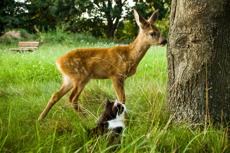 小鹿和猫。动物的友谊
