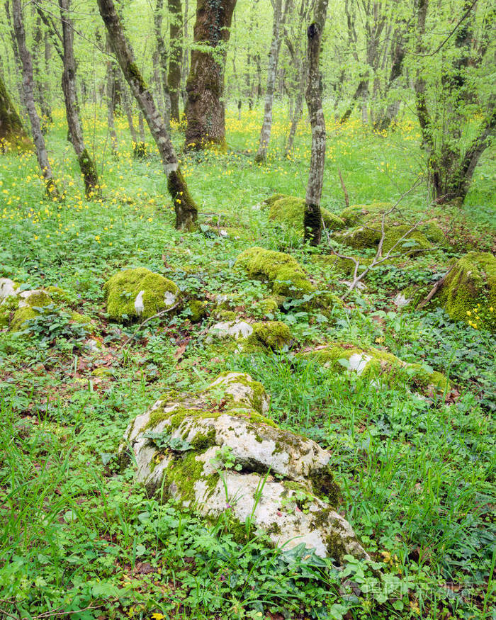 土壤中的大岩石周围环绕着绿色的森林地板上面覆盖着盛开的黄色花朵