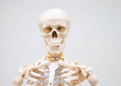 医院展出的人体骨架模型和头骨
