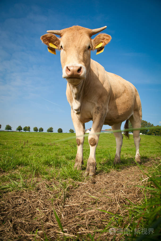 棕色的牛站在绿色的牧场上