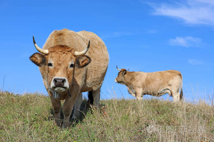 法国奥布拉克牛农村地区法国阿弗涅