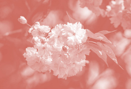 樱花盛开。 樱花花。 樱花。 樱花日本春花。 樱花形象时尚活珊瑚色