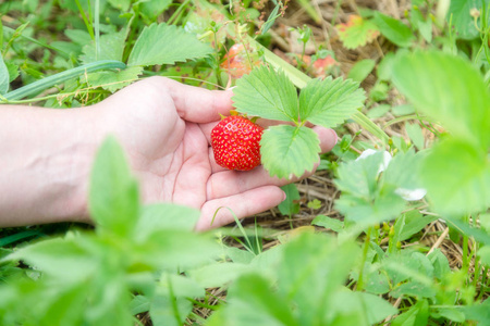 在花园里采摘家里种植的草莓。 手中的有机浆果