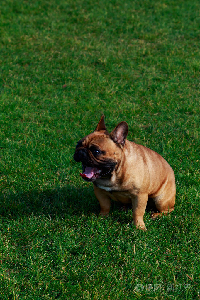 法国斗牛犬坐在绿草上