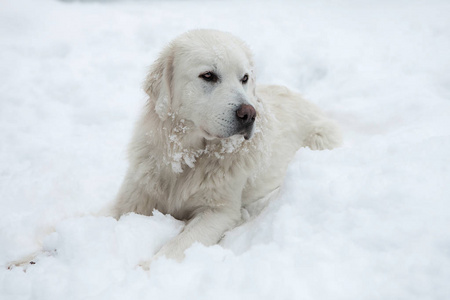 年轻的塔特拉牧羊犬在冬天的雪园。