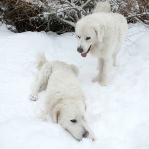 一对年轻的塔特拉牧羊犬在冬天的雪园。