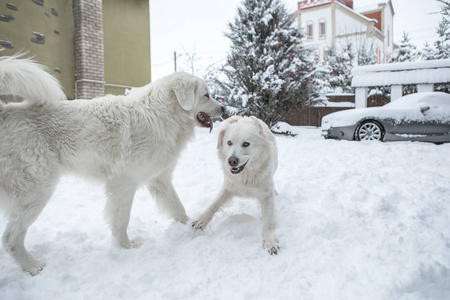 一对年轻的塔特拉牧羊犬在冬天的雪园。