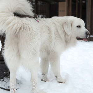 年轻的塔特拉牧羊犬在冬天的雪园.照片