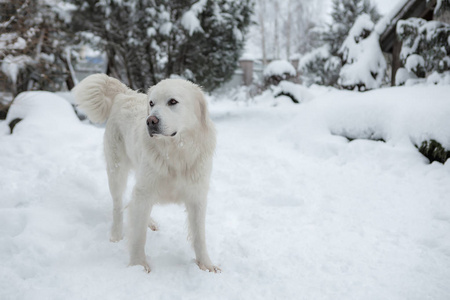 年轻的塔特拉牧羊犬在冬天的雪园。