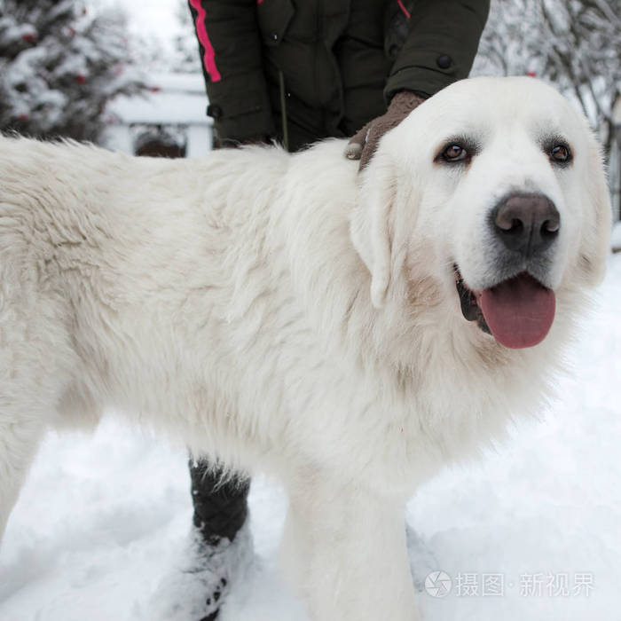 年轻的塔特拉牧羊犬在冬天的雪园