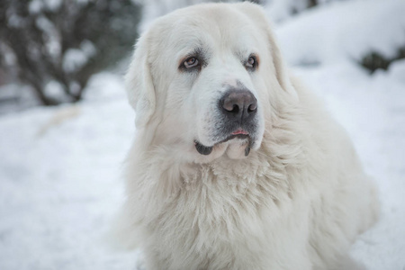 年轻的塔特拉牧羊犬在冬天的雪园.照片