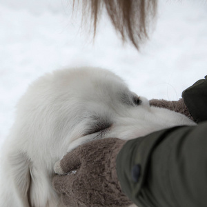 年轻女孩在冬天下雪的花园里和Tatra牧羊犬玩耍。