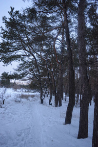 雪山美丘的冬松林图片