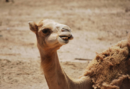 滑稽特写骆驼头在沙漠咀嚼,镜头中照片