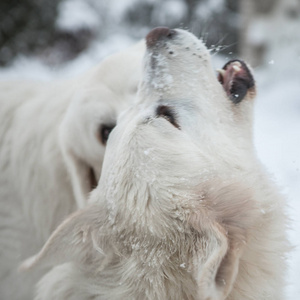 一对年轻的塔特拉牧羊犬在冬天的雪园。