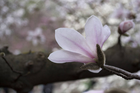 玫瑰玉兰的花朵。 玉兰盛开。