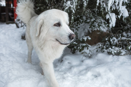 年轻的塔特拉牧羊犬在冬天的雪园。