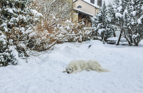 年轻的塔特拉牧羊犬在冬天的雪园。