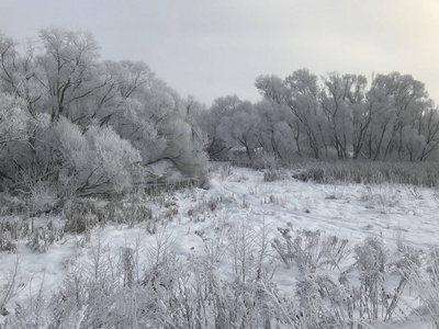 冬季公园。 灌木丛和树木覆盖着厚厚的霜冻。