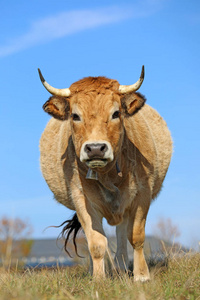 奥弗菲尔德法国奥布拉克牛前视图. 农村地区. 法国阿维伦·奥弗格照片