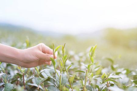 有人在茶园采摘茶叶的手在温暖的光线下与复制空间。