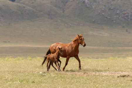 犹他州沙漠中的野马母马和白驹