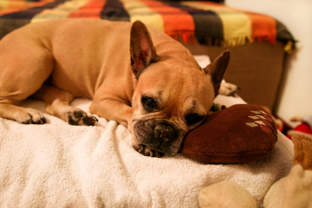 狗在家休息。 美丽的法国牛头犬躺在客厅的床上，享受放松和睡觉。 可爱的狗，漂亮的家养动物宠物，在家门口摆姿势的相机。