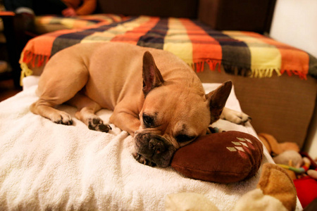 可爱的狗,漂亮的家养动物宠物,在家门口摆姿势的相机.照片