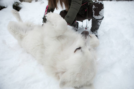 年轻女孩在冬天下雪的花园里和Tatra牧羊犬玩耍。