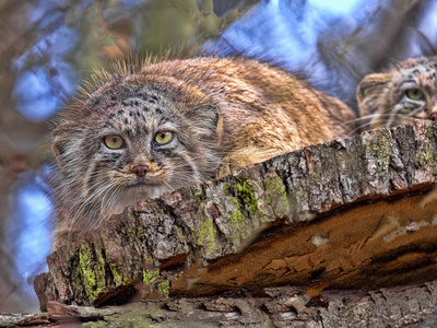  cat, Otocolobus manul, is one of the most beautiful cats