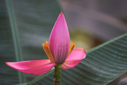 美丽的粉红色开花香蕉和绿叶