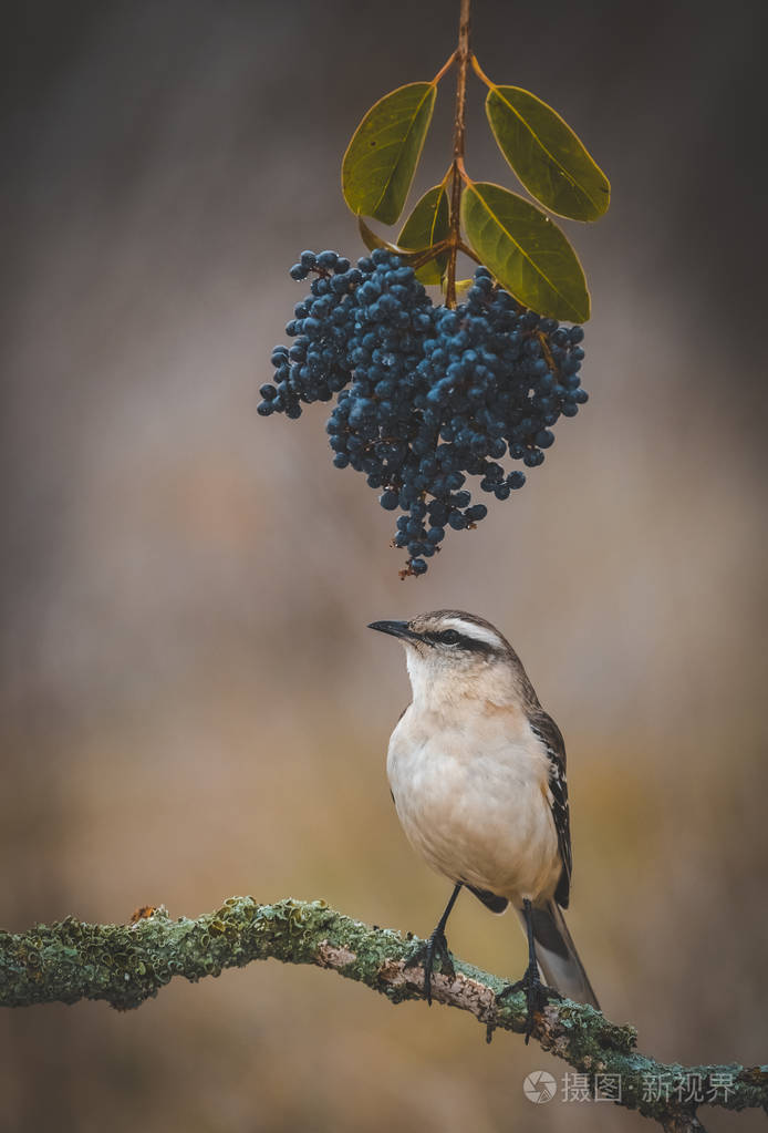 阿根廷巴塔哥尼亚树枝上的白色带状知更鸟