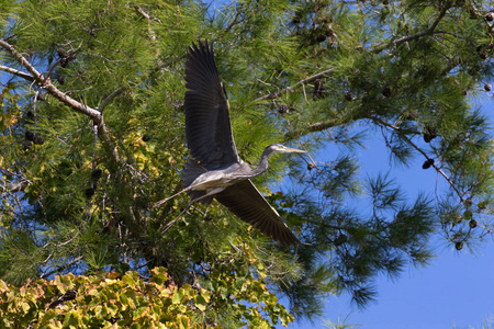 Ardea cinerea34