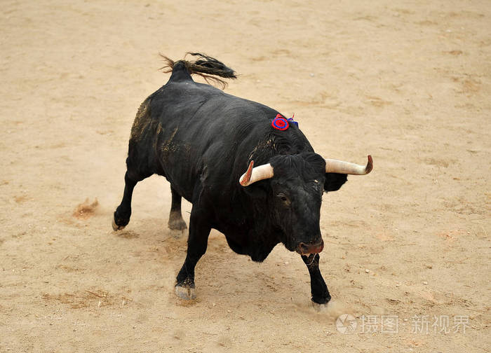 西班牙公牛在斗牛