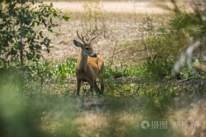 马什鹿，巴西潘塔纳尔