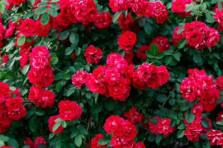 红玫瑰灌木。花卉夏季背景。园丁和花匠。