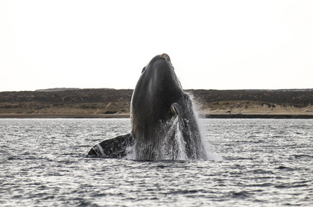阿根廷巴塔哥尼亚巴尔德斯半岛鲸鱼跳跃