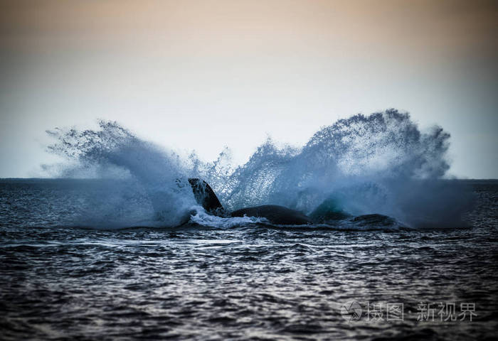 阿根廷巴塔哥尼亚巴尔德斯半岛鲸鱼跳跃