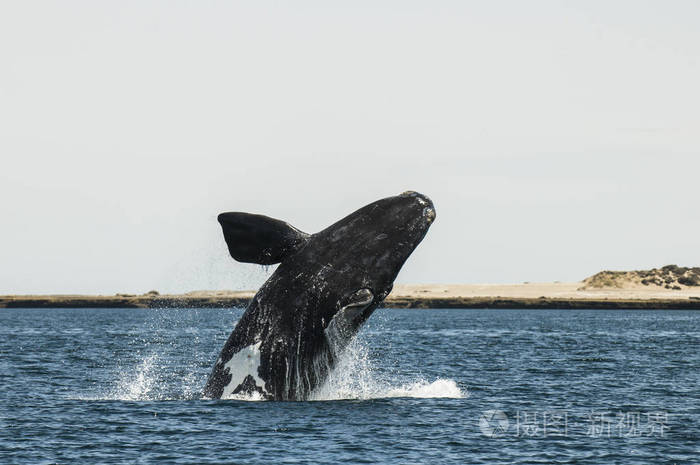 阿根廷巴塔哥尼亚巴尔德斯半岛鲸鱼跳跃