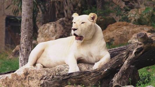 白狮是特兰士瓦狮子的颜色突变, 潘瑟拉·莱奥·克鲁格里, 也被称为