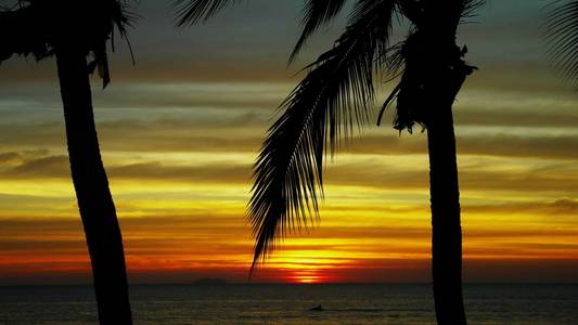 在热带海滩上美丽的日落背景下的椰子树的轮廓
