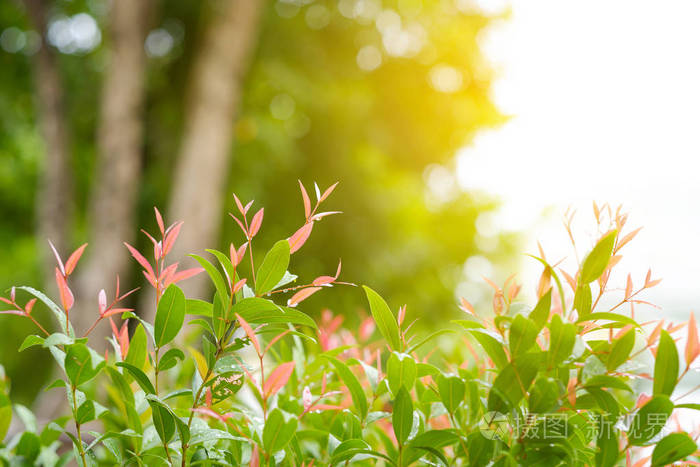 小叶子在阳光上有复制空间