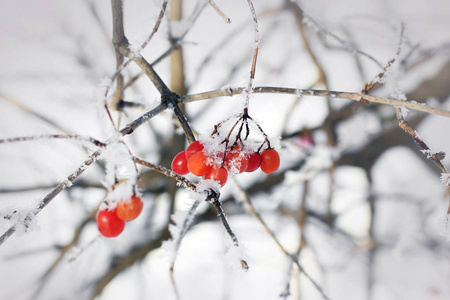 雪中的振动。 美丽的冬天