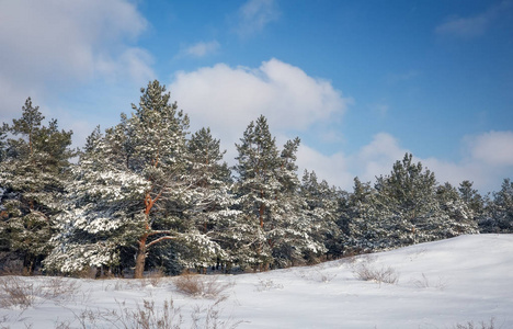 雄伟的白色南瓜，覆盖着海霜和雪，阳光照耀着。 风景如画，华丽的冬天。 蓝色色调。 新年快乐 美丽的世界。