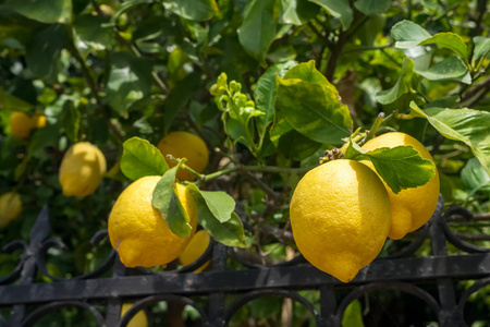 柠檬树枝上的一堆新鲜成熟柠檬