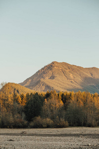 松林和山景